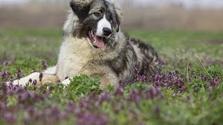 Ciobănesc Românesc Carpatin / Rumanian Sheepdog Ciobănesc Românesc Carpatin / Rumanian Sheepdog