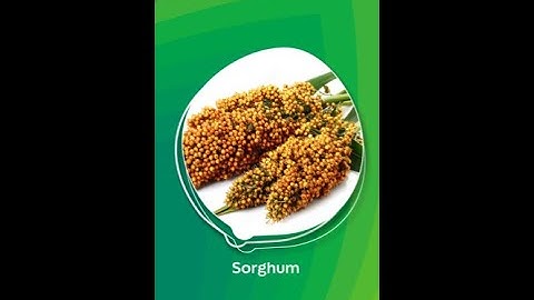 Early NPV in Sorghum