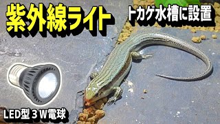 爬虫類 トカゲ カナヘビ 飼育セット　紫外線ライト 保温ライト 3,000 subscribers!] I bought a new LED UV light! [REPTI ZOO, UV