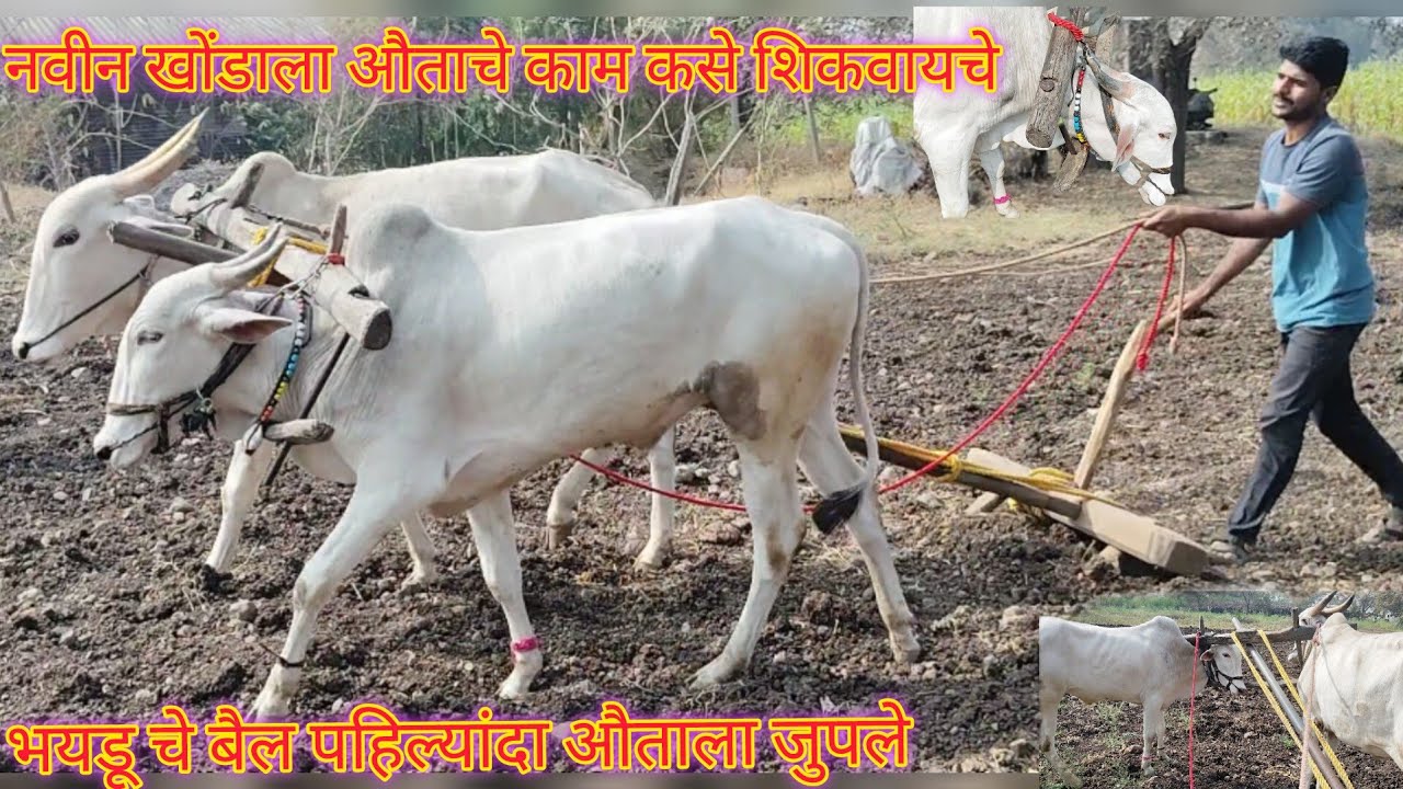 भयडूचे बैलं पहिल्यांदा औताला जुपले. बैलांना काम कसे शिकवले पाहिजे. एक शहाणा शिकलेला बैल पाहिजेच