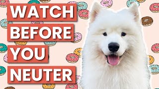 Did My Samoyed Change After Being Neutered? | Update