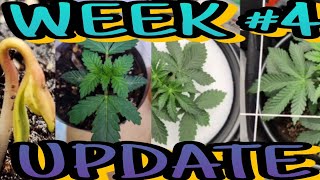 My First Grow!!! FROM THANKSGIVING TO CHRISTMAS