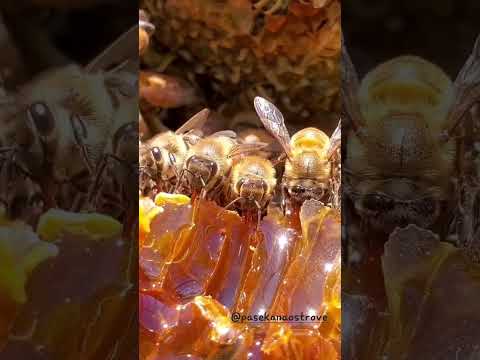 Как пчелы делают мед🍯