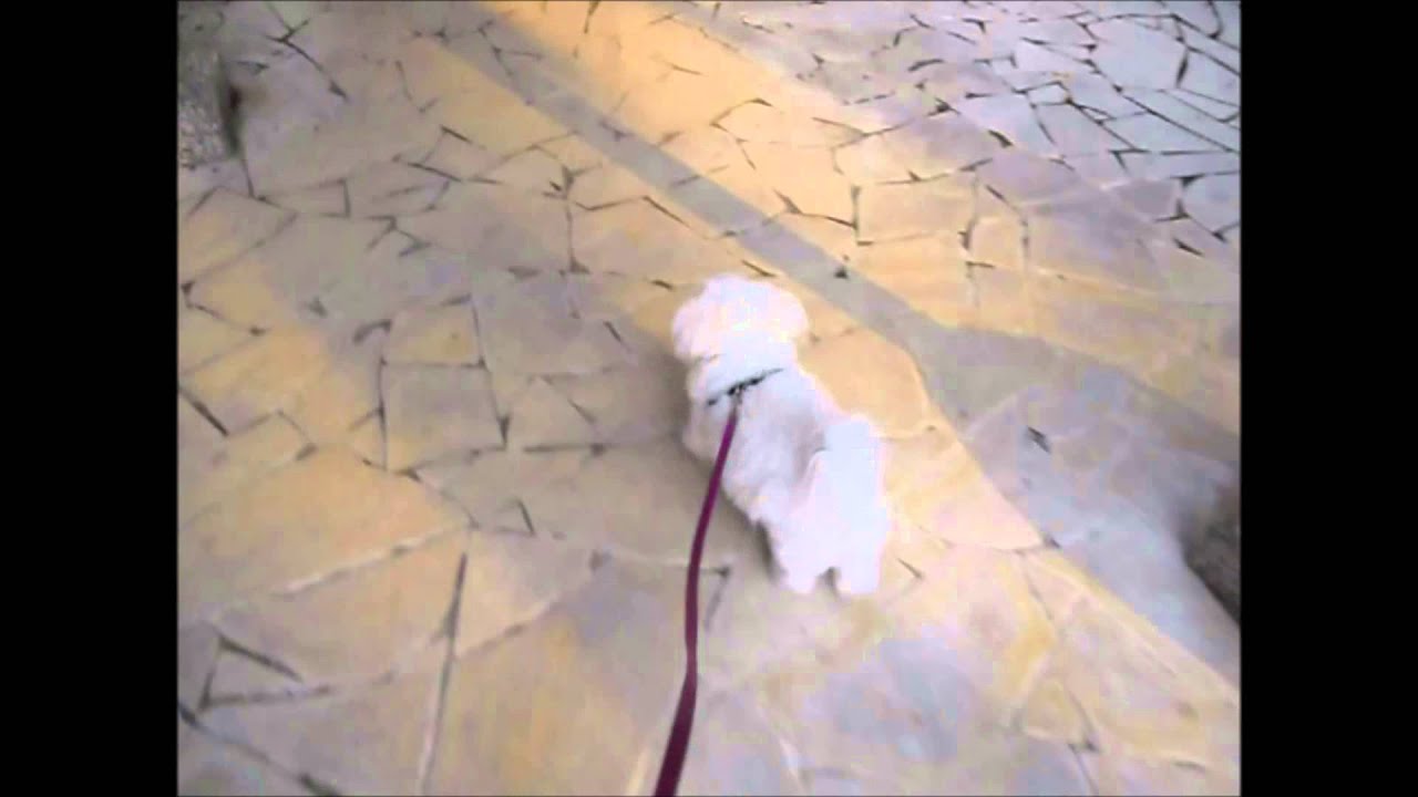 petco hours Going on a walk