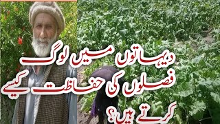how people protect their crops in village || Desi technology || amazing life || haramosh valley