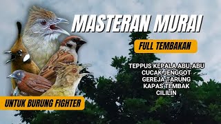 Masteran Full Tembakan Untuk Burung Fighter Mudah Ditiru