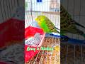 Kerry is thinking🤔#birds #birdlovers #budgies #parrot