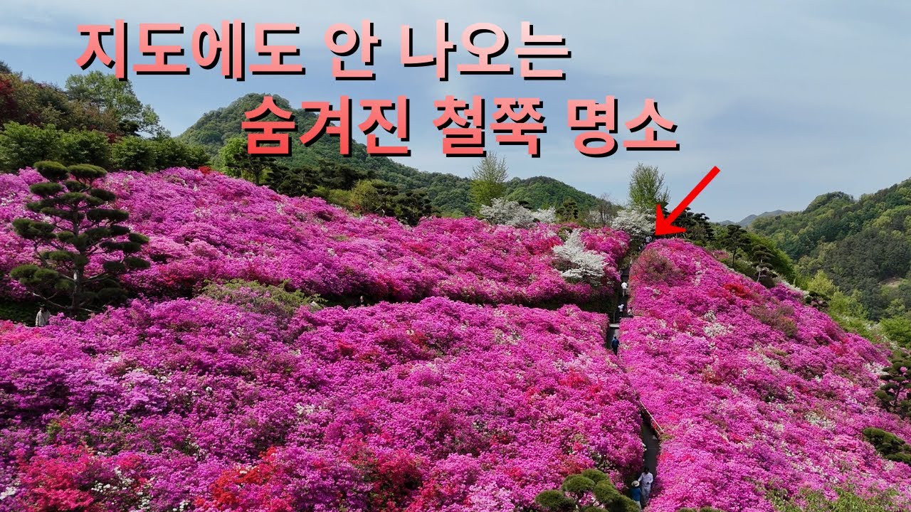 지도에도 안 나오는 숨겨진 철쭉 명소.. 이 정도일 줄은 몰랐습니다.