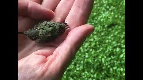 Baby Hummingbird Rescue!