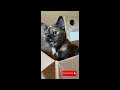 compilation meow tik tok cat #chat #cat #cute #kitten #pets #humour #love #animals #meow