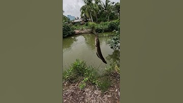 Câu Cá Sau Những Ngày Mưa Và Cái Kết - Câu Cá Rừng U Minh/ Nam Long Cà Mau #shorts