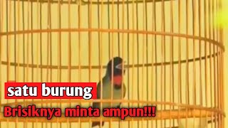 Burung 1001 suara SAMYONG satu burung bikin ramai satu rumah...