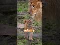 パパに夢中✨I’m so smitten with my dad!#shorts #lion #baby