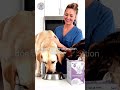 Loose Stool, Gas &amp; Vomiting in Pets? 🐶 Gut Health Fix Explained! #thek9store