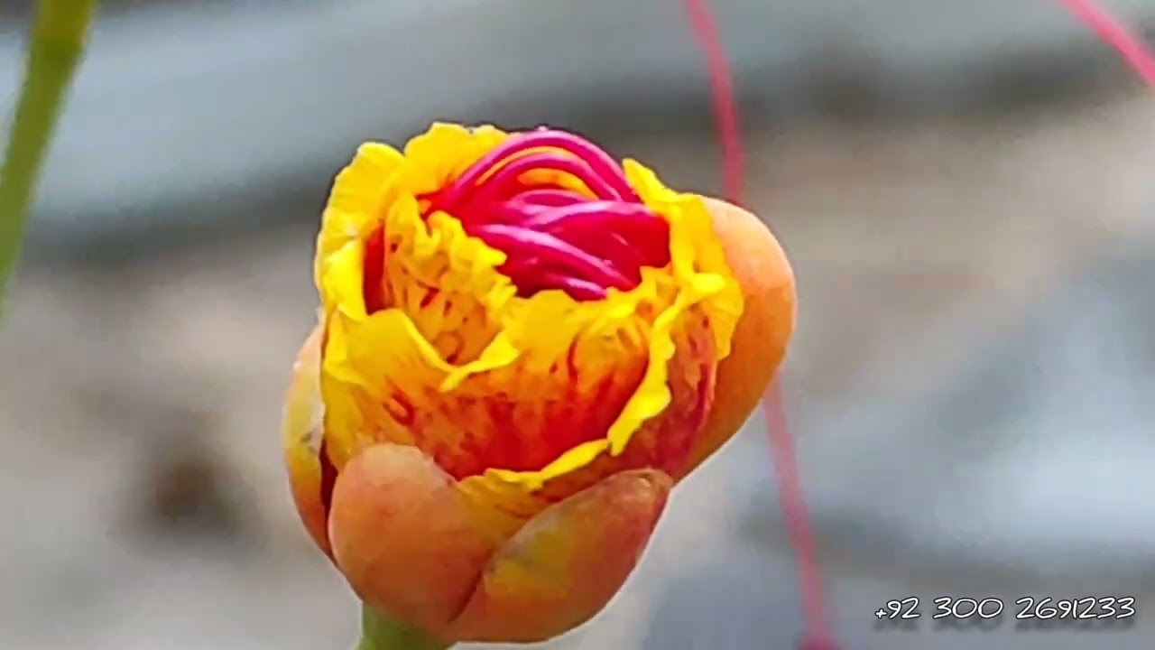 "Floral Elegance: Mesmerizing 