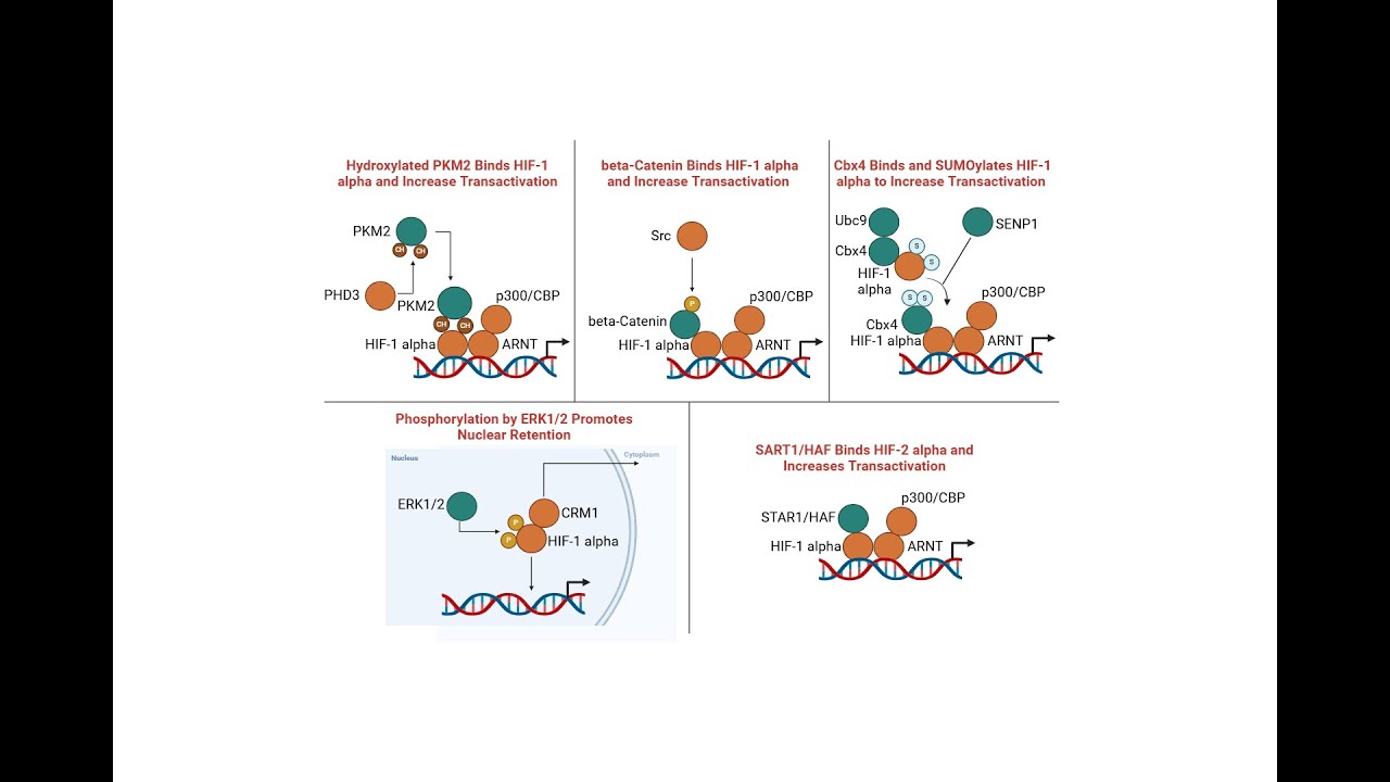Unlocking Cellular Adaptation The HIF Enhancer Pathway and Its ...