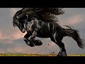 Most BEAUTIFUL And IMPRESSIVE Horse Breeds In The World!