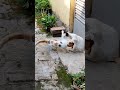 Kichu chai na # Cat # Shorts