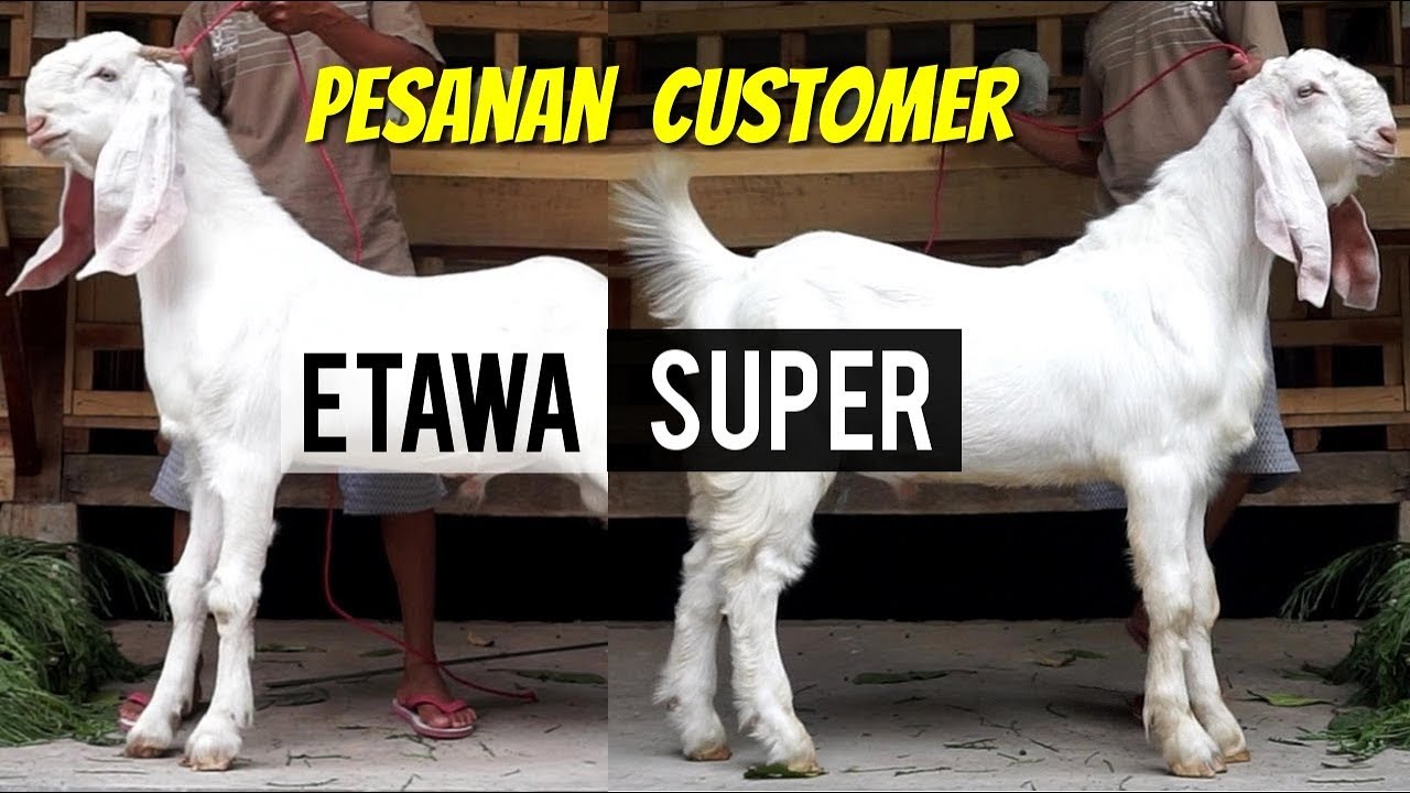 PESANAN KAMBING ETAWA SUPER | Dokumentasi 24 Agustus 2019 