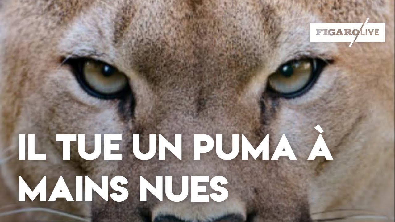 c est pas sorcier les puma