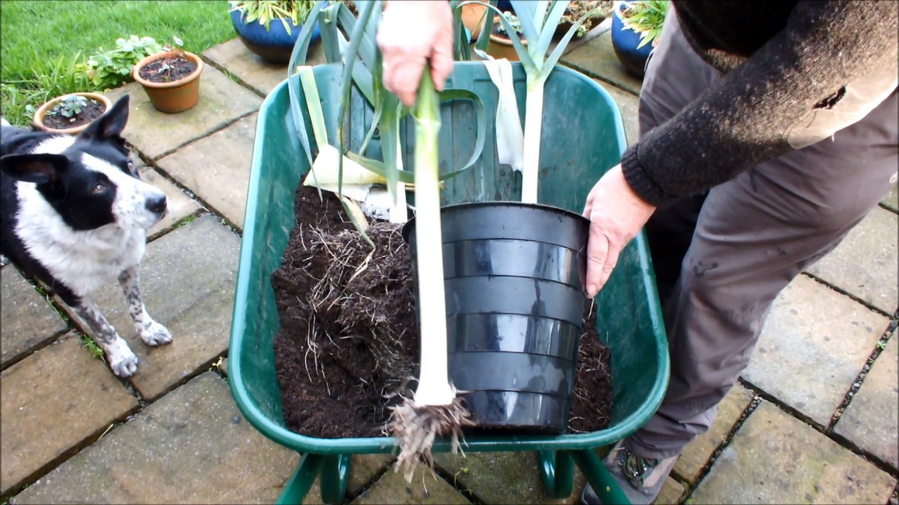 How to Grow Potatoes then Leeks, in the same pot, in recycled compost - YouTube