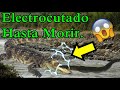 ANGUILA eléctrica ELECTROCUTANDO a COCODRILO ⚡⚡LA LEY DEL MÁS FUERTE 💪🐊👈⚡