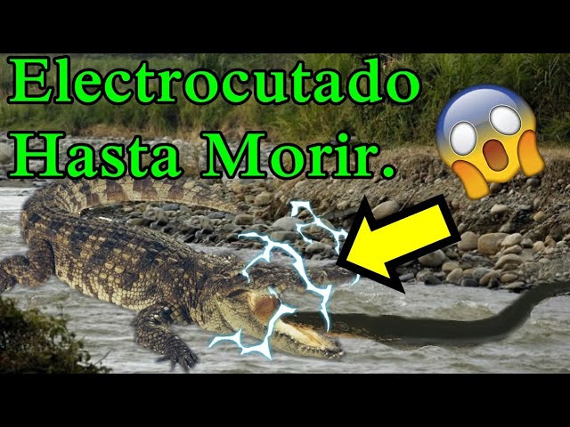 Anguila Electrica Electrocutando A Cocodrilo La Ley Del Mas Fuerte Youtube
