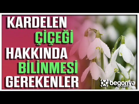 Video: Kardelen Çiçekleri - Kardelenler Nasıl Dikilir ve Bakımı Yapılır