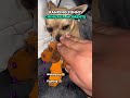 Ranking Funny Chihuahua Moments 🤣😍