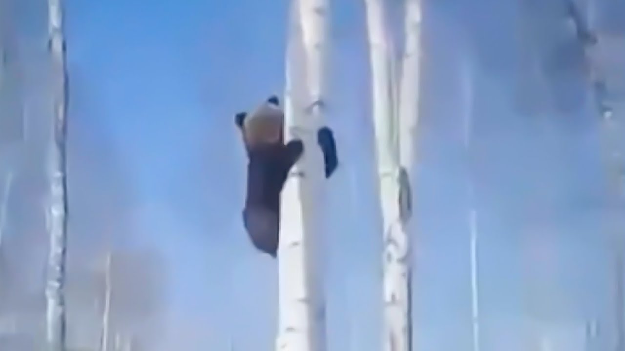 Медведь испугался охотника и залез высоко на дерево под Новосибирском
