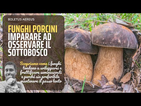 Video: Come si trovano gli ideali primi?