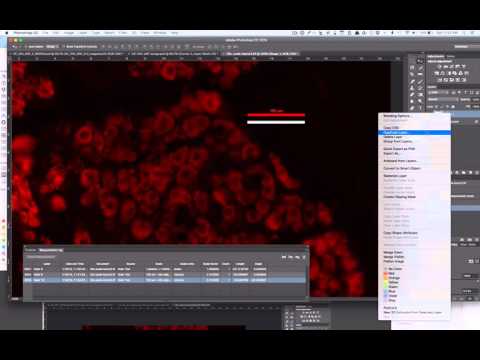 Setting Scales And Making Scale Bars For Microscopy Images