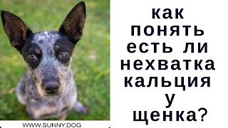 Не хватает кальция щенку.Как понять так ли это? Нехватка кальция и другие проблемы. Не хватает кальция щенку.Как понять так ли это? Нехватка кальция и другие проблемы.