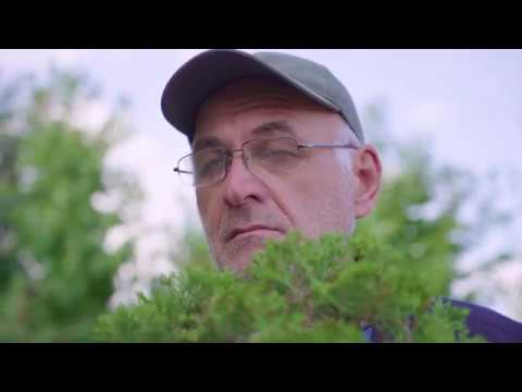 bonsai- ალექსანდე მესხი