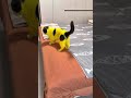 bubu suka banget bercandain si momon🤣 #animals #kucinglucu #쩐다 #휙봐
