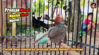 PRENJAK MERAH NGALUN LAGU PICEK NGOTOT VOLUME LUMAYAN SAJA