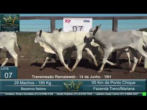 Lote 07 - Leilão Gado de Corte Haras Imperial & Convidados