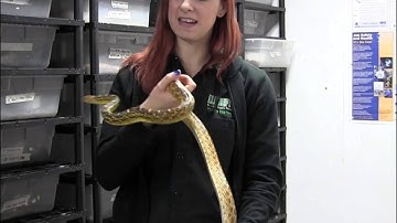 Adult Female Sonoran Gopher Snake