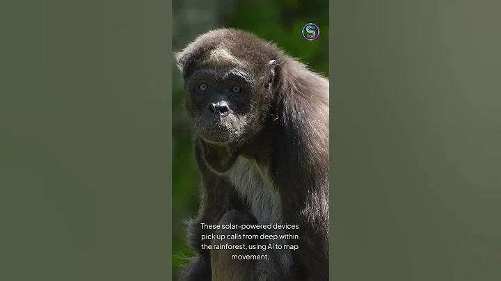AI Listens for Monkeys