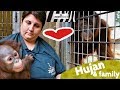 BABY Orang-Utan HUJAN 😍 trifft seine Familie im ZOO KREFELD | zoos.media