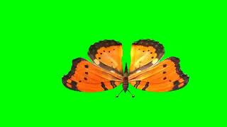 Green screen kupu-kupu bergerak