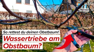 Wassertriebe Am Obstbaum? So Rettest Du Deinen Obstbaum
