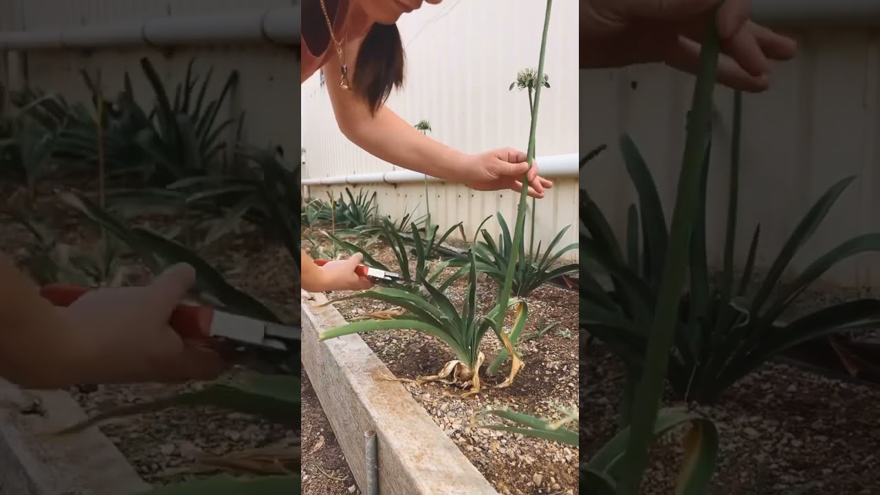 How to cut old Agapanthus flowers 