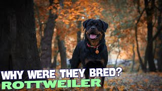 Why Were Rottweilers Bred? 🐕🔍