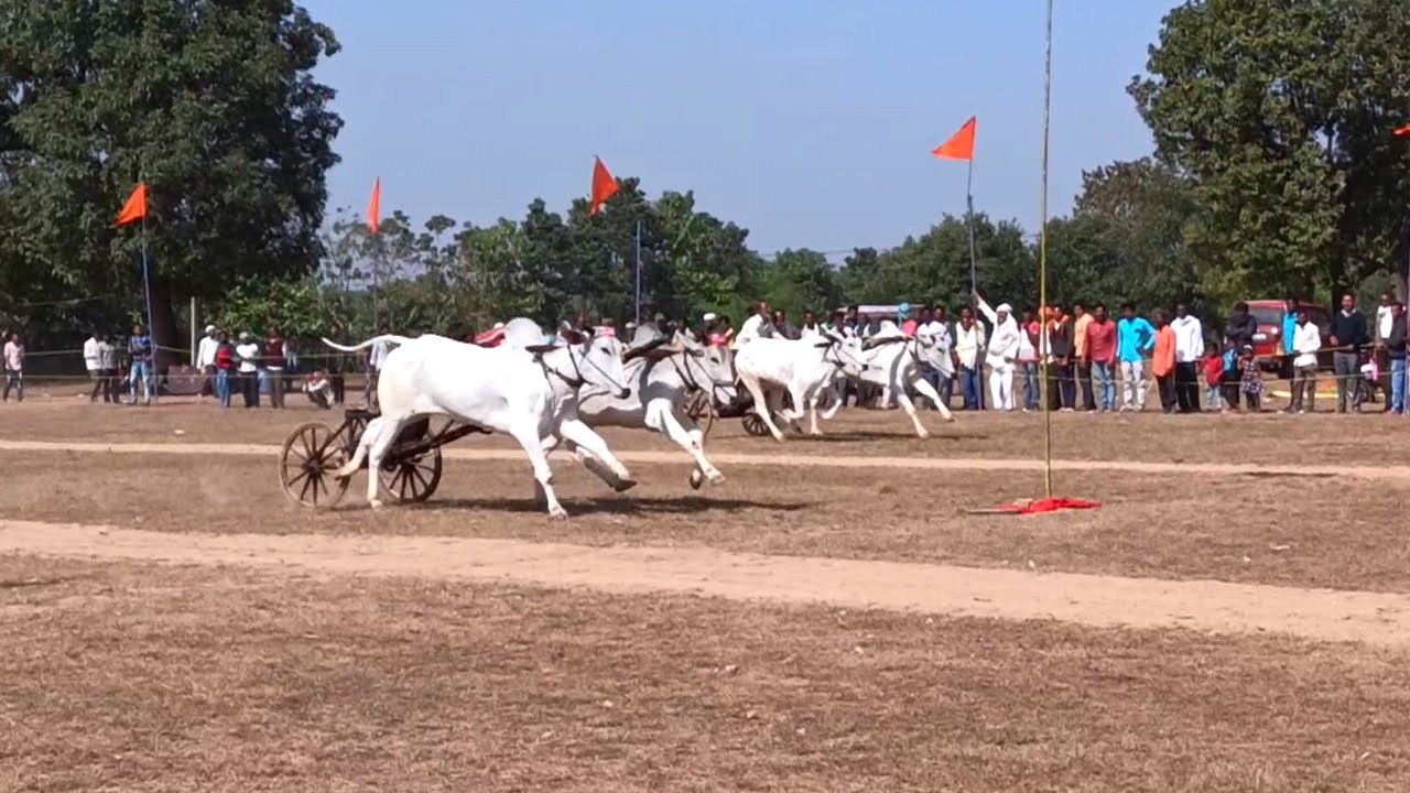 बैलजोड़ी दौड़ पट प्रतियोगिता पौनार फर्स्ट राउंड के सभी वीडियो | ox race first round all videos