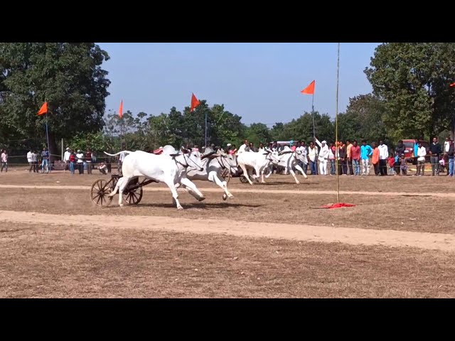 All videos of Bullock Jodi Racing Pat Competition Paunar First Round. ox race first round all videos class=