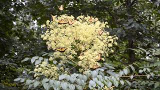 Swallowtail Butterfly Swarm