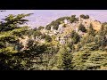Cedars of lebanon and their significance in the bible