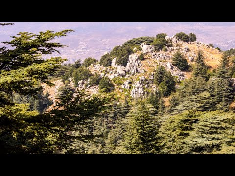 Cedars of Lebanon and their Significance in the Bible