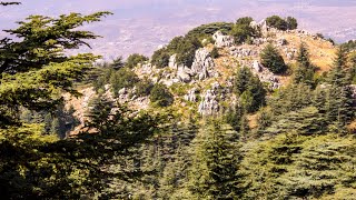 Cedars of Lebanon and their Significance in the Bible